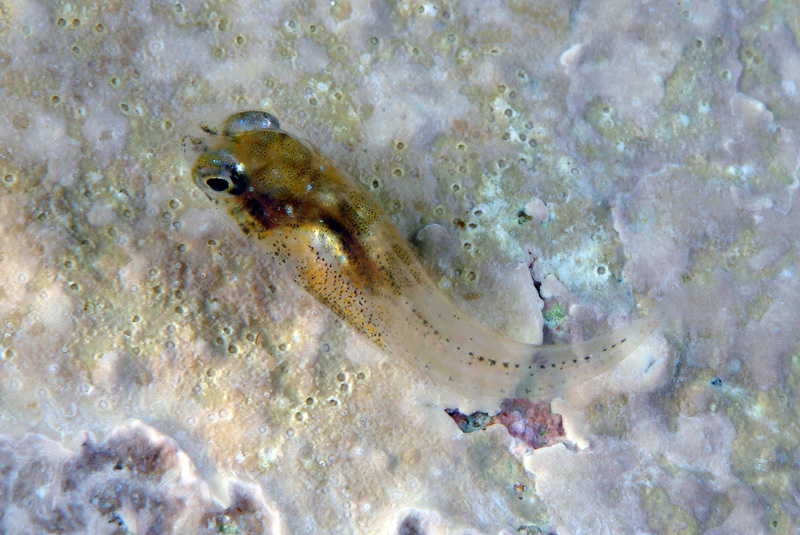 juvanile Blenniidae 02-07-10
